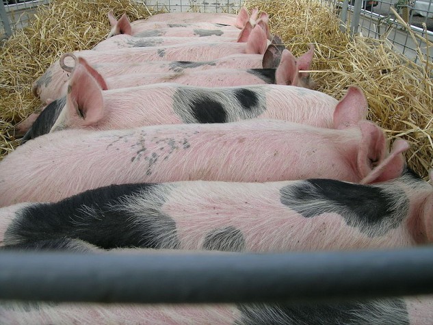 Comércio de carne suína do Brasil para a Argentina