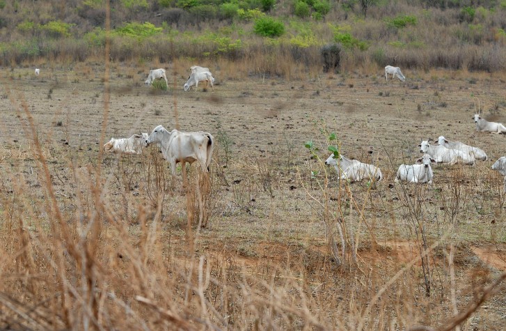 Urandi (BA) - O gado magro procura alimento no pasto seco depois de uma estiagem prolongada Foto: 
