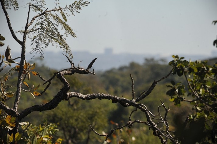 Árvore do cerrado