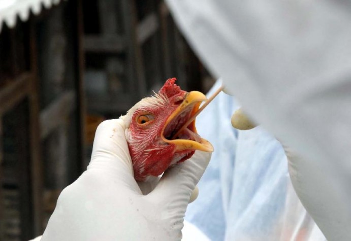 Fiscais de saúde examinam galinhas para prevenção de gripe aviária