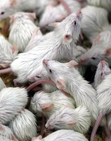 Ratos brancos de laboratório