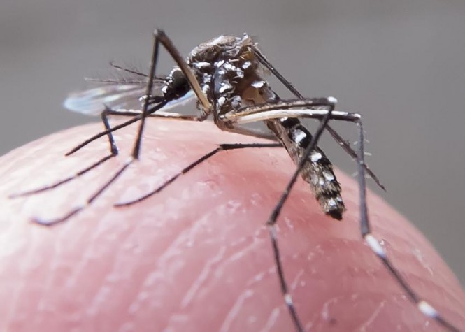 Entenda a diferença entre os sintomas de zika, dengue e chikungunya