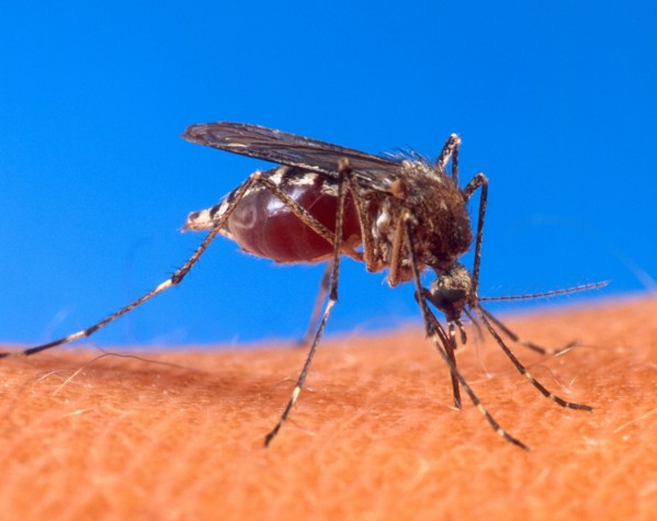 O mosquito da dengue picando um humano