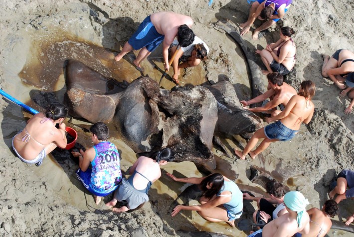Fóssil de baleia azul encontrada no litoral paulista 