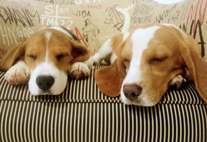 Beagles resgatados do Instituto Royal