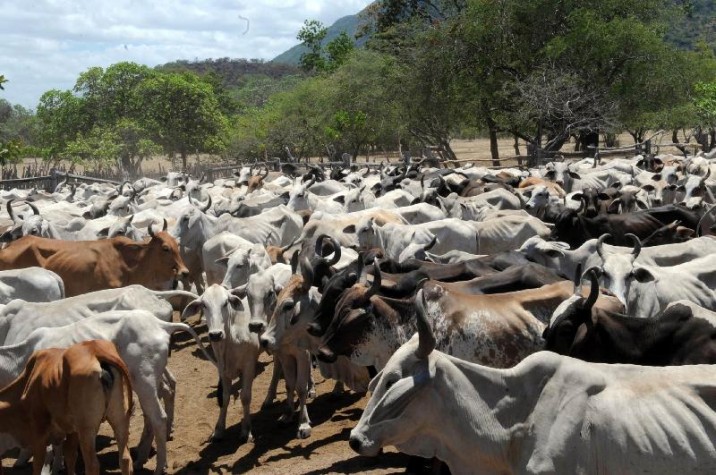 Imagem - Piauí imuniza mais de 96,5% dos rebanhos bovino e bubalino contra febre aftosa