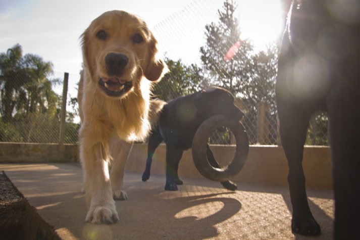 Inmetro aprova portaria para treinamento de cães-guia