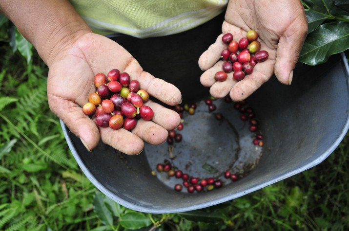Plantação de café na Colômbia