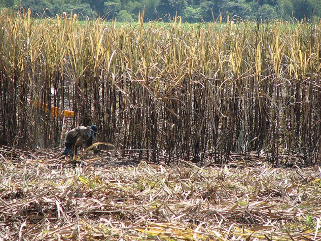Plantação de cana-de-açúcar na Colômbia