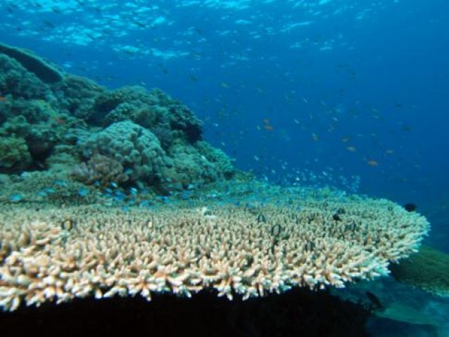 Espécie ameaçada de coral Acropora (Albert Kok/Wikimedia Commons)