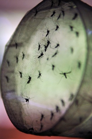 Imagem - Cinco casos de dengue são confirmados em Tabatinga