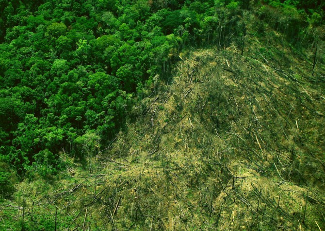 Imagem - Desmatamento na Amazônia está em queda
