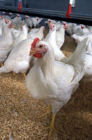 Ao contrário do que pensam 72% dos brasileiros, frango não tem hormônio