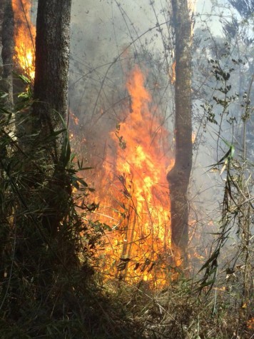 Incêndio atinge Parque Nacional em Petrópolis, no RJ