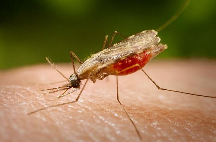 Pesquisadores africanos descobrem novo medicamento contra a malária