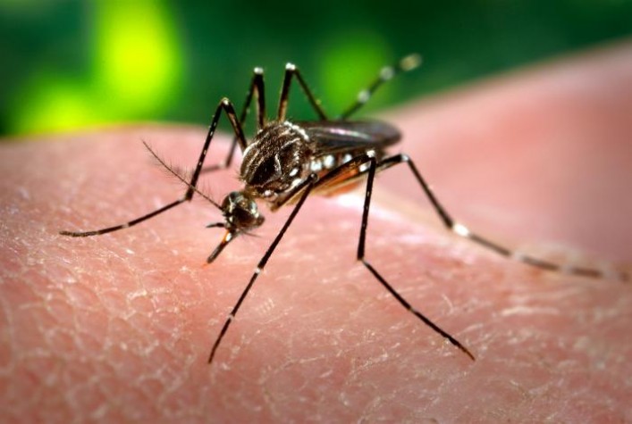 Aedes aegypti também é transmissor do Zika Vírus