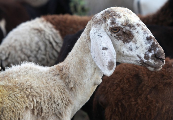 Ovelhas podem estar contaminadas com o vírus da Língua Azul