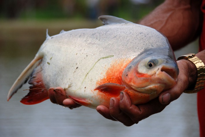 Imagem - Estoques de peixes estão ameaçados por exploração descontrolada, alerta FAO
