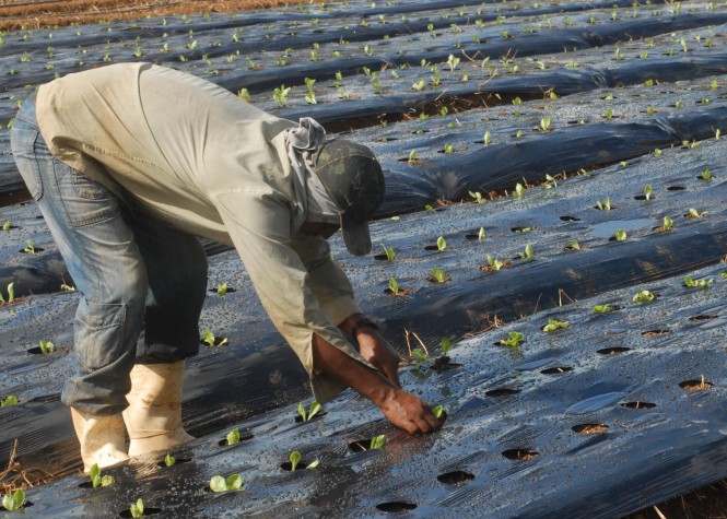 Produtor rural 