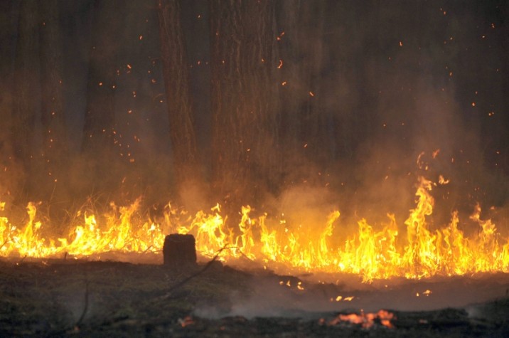 Cerrado tem 22 mil focos de incêndios no primeiro semestre