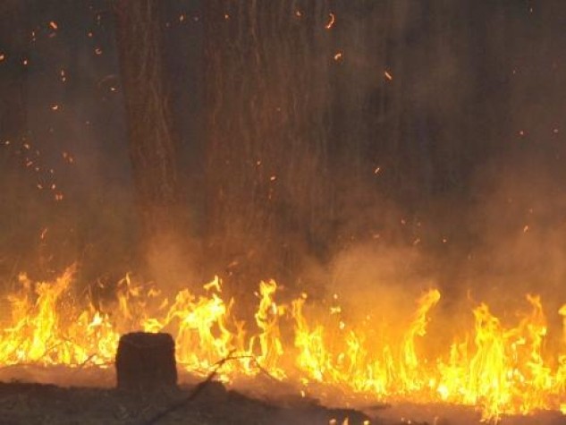 Imagem - Empresa de energia elétrica cria campanha que alerta sobre danos causados pelas queimadas