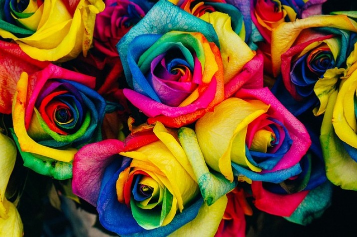 Rosas coloridas