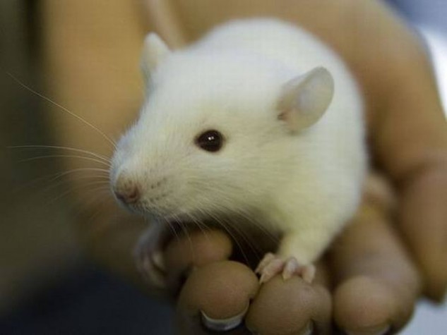 Imagem - População vai opinar sobre experimentos científicos em animais 