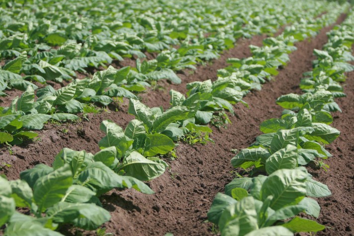 Plantação de tabaco